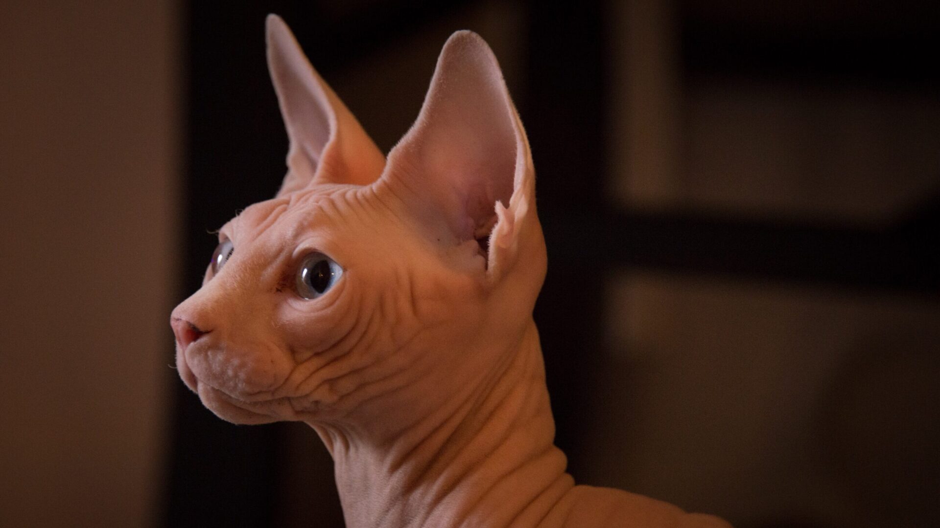 Don Sphynx